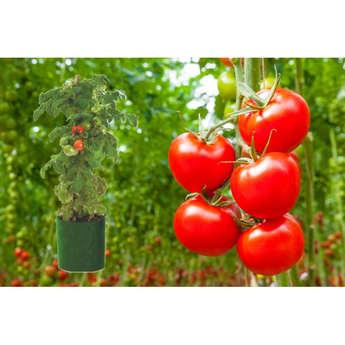 Doniczki spinane - szkółkarskie do uprawy warzyw w ogródku i na balkonie