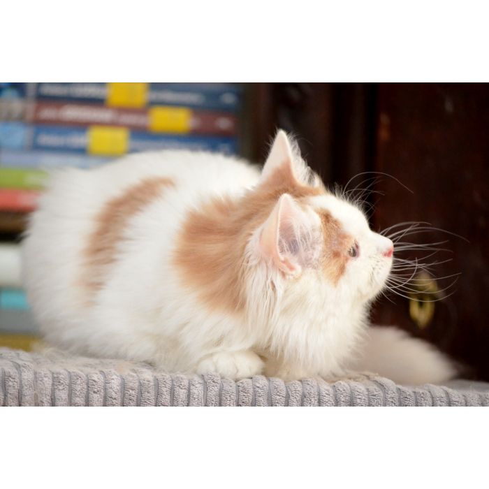 Isabela Nowa Era*PL czeka na nowch Opiekunów