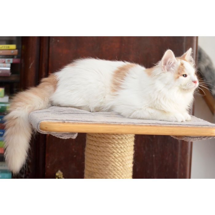 Isabela Nowa Era*PL czeka na nowch Opiekunów