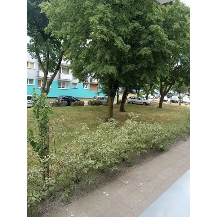 2 pokoje, 49 m2, parter, po remoncie, Ostrów Wlkp.