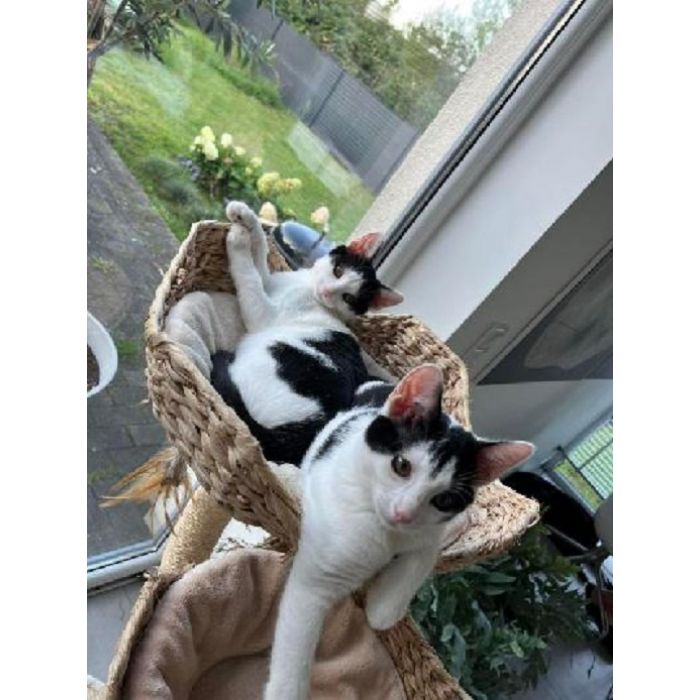 Dwie 3 miesięczne kotki do adopcji