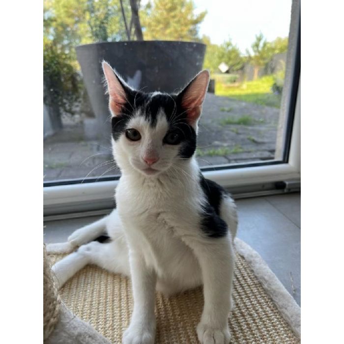 Dwie 3 miesięczne kotki do adopcji