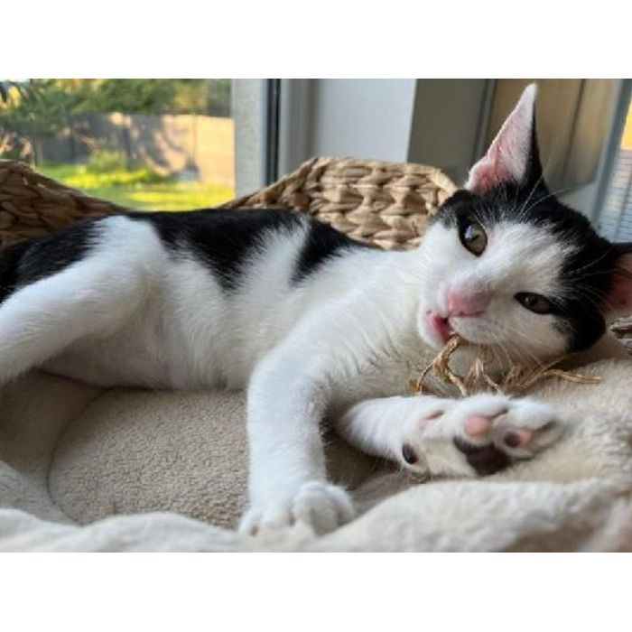 Dwie 3 miesięczne kotki do adopcji