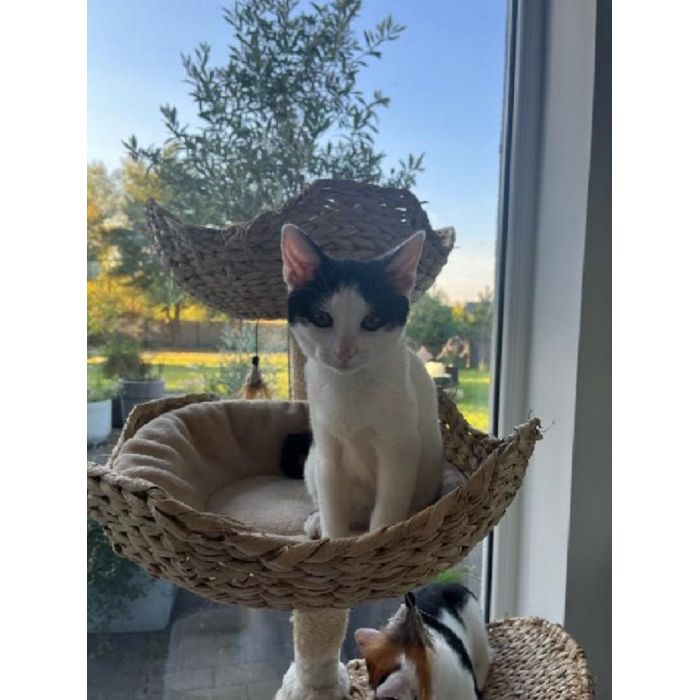 Dwie 3 miesięczne kotki do adopcji