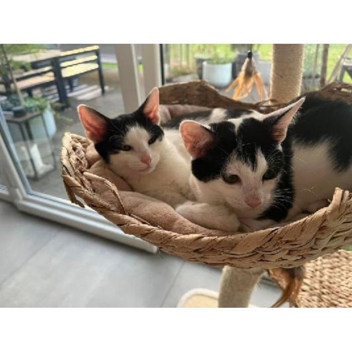 Dwie 3 miesięczne kotki do adopcji