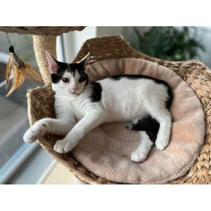 Dwie 3 miesięczne kotki do adopcji