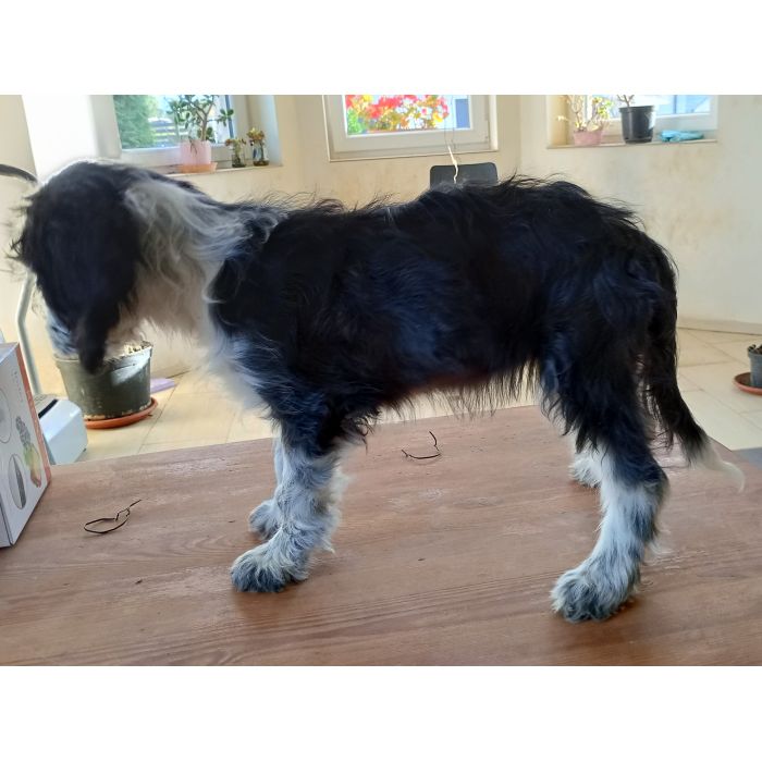 Border collie