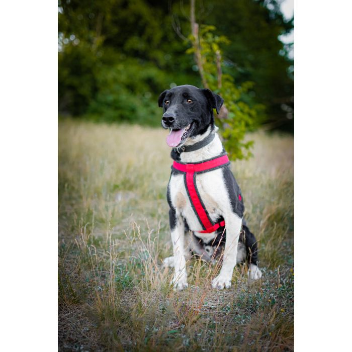 Roni - psi anioł, cudowny pies szuka domu!