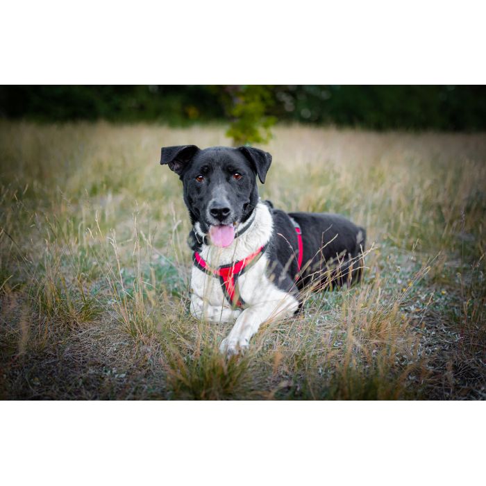 Roni - psi anioł, cudowny pies szuka domu!