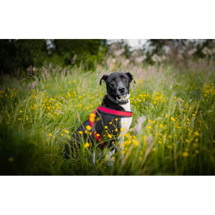 Roni - psi anioł, cudowny pies szuka domu!