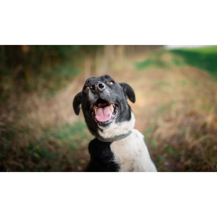 Roni - psi anioł, cudowny pies szuka domu!