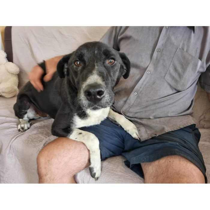 Roni - psi anioł, cudowny pies szuka domu!