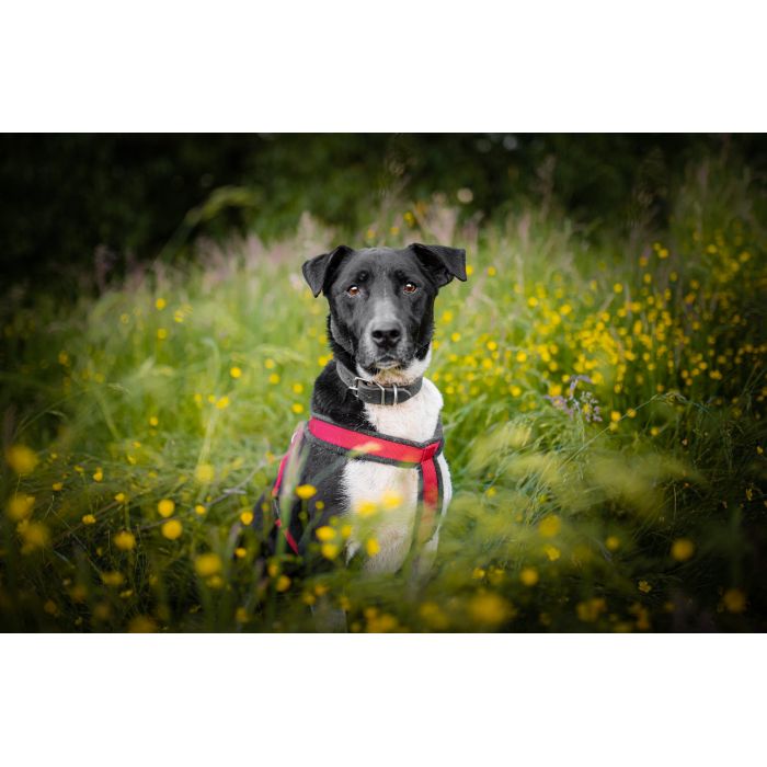 Roni - psi anioł, cudowny pies szuka domu!