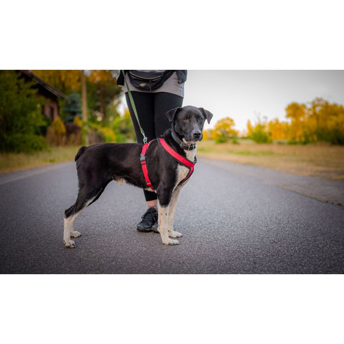 Roni - psi anioł, cudowny pies szuka domu!