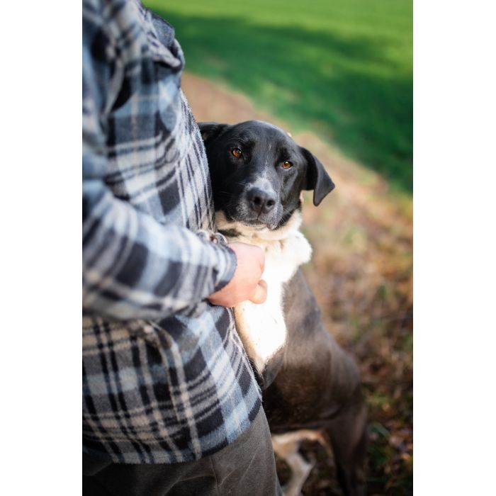 Roni - psi anioł, cudowny pies szuka domu!