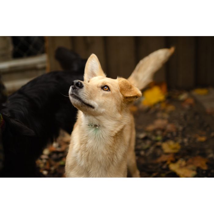 Pedro - uroczy, wesoły młodziak do pokochania!