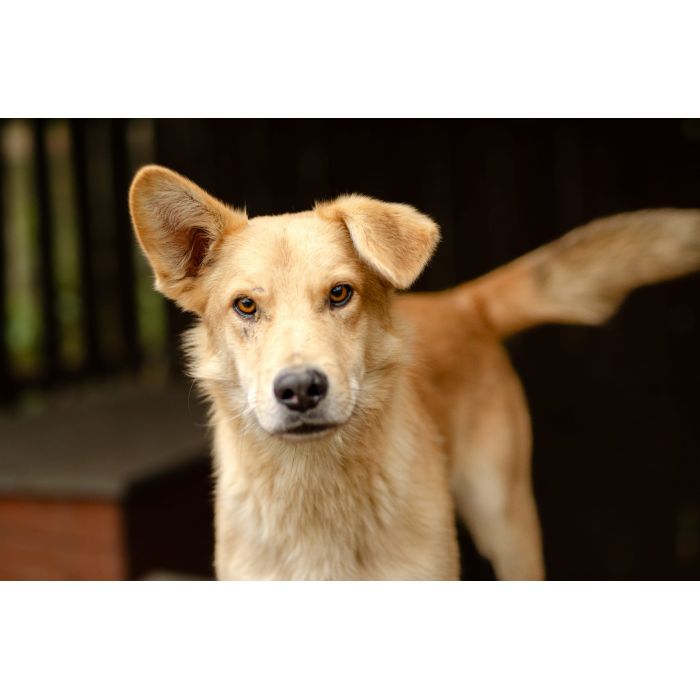 Pedro - uroczy, wesoły młodziak do pokochania!