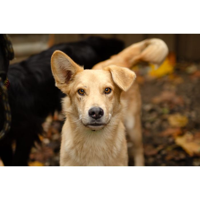 Pedro - uroczy, wesoły młodziak do pokochania!