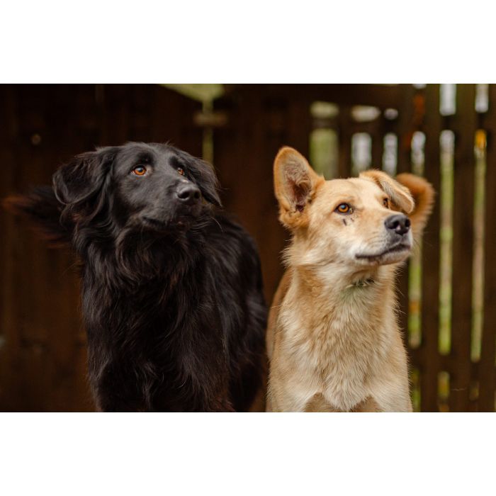 Pedro - uroczy, wesoły młodziak do pokochania!