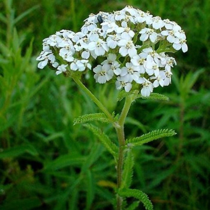 Sprzedaż hurtowa Krwawnik ziele od producenta po optymalnych cenach