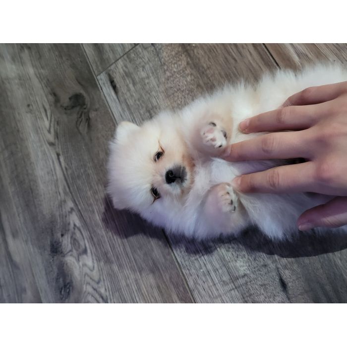 Szpic miniaturowy Pomeranian