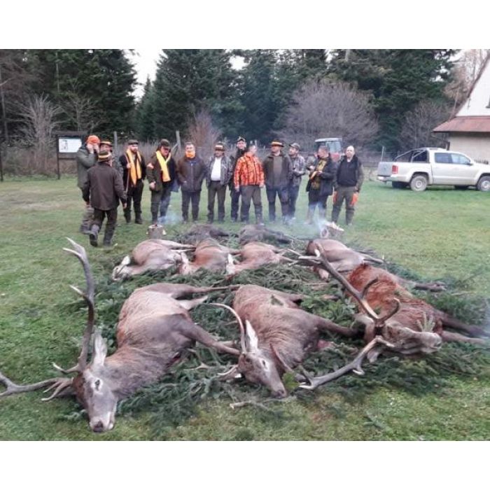 Reproduktory rasy GOŃCZY POLSKI użytkowe, rodowodowe, zapraszają suczki