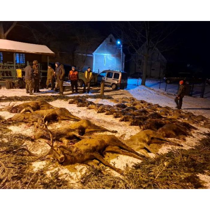 Reproduktory rasy GOŃCZY POLSKI użytkowe, rodowodowe, zapraszają suczki