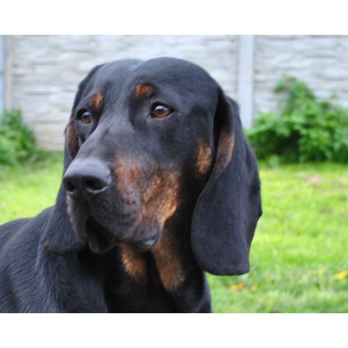 Reproduktory rasy GOŃCZY POLSKI użytkowe, rodowodowe, zapraszają suczki