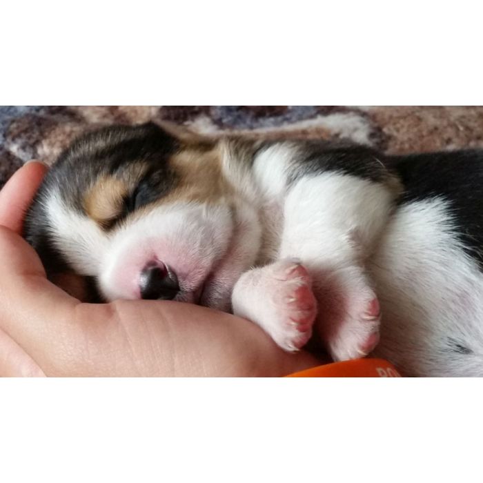 Beagle tricolor szczeniaczki ZKwP FCI  po Championie