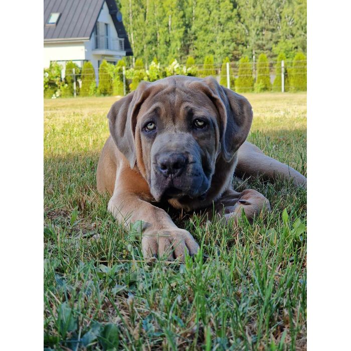 Cane Corso Italiano Puppies (FCI)