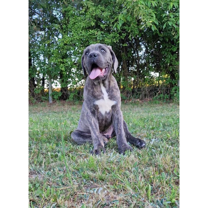 Cane Corso Italiano Puppies (FCI)