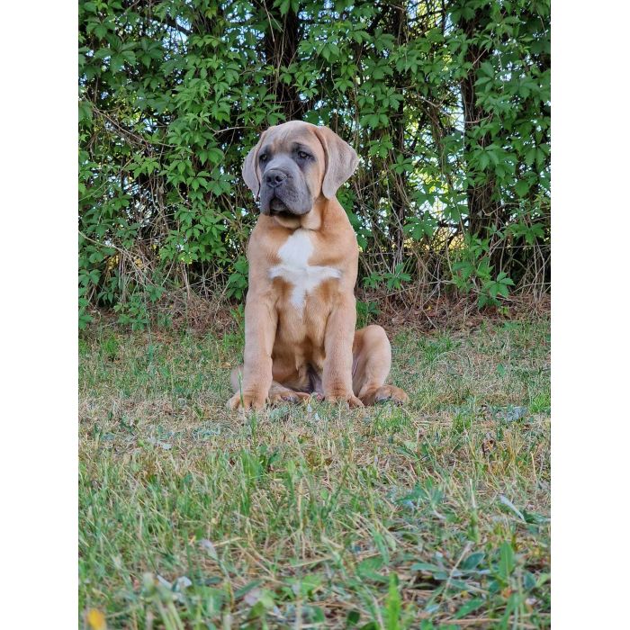 Cane Corso Italiano Puppies (FCI)