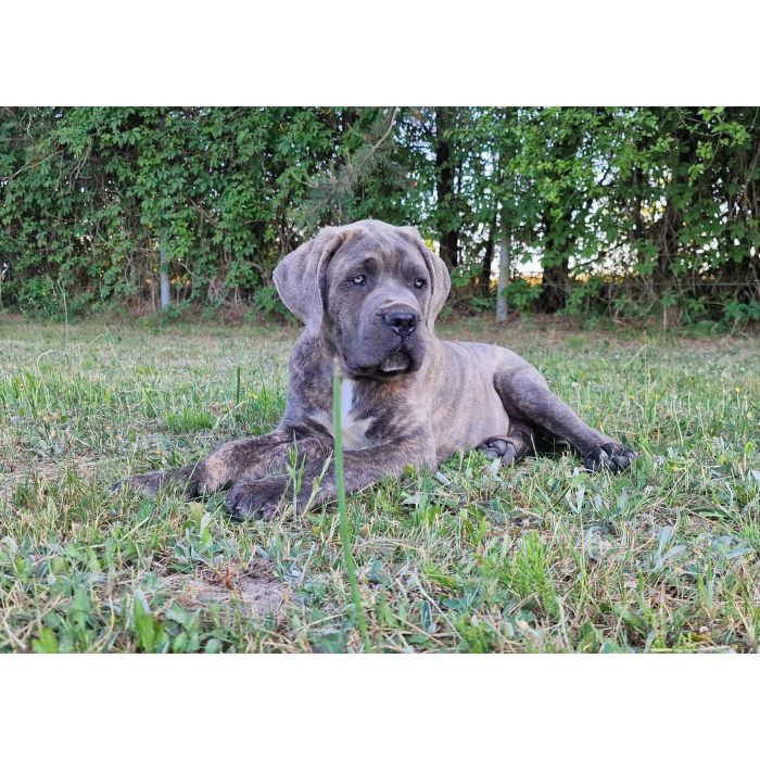 Cane Corso Italiano Puppies (FCI)