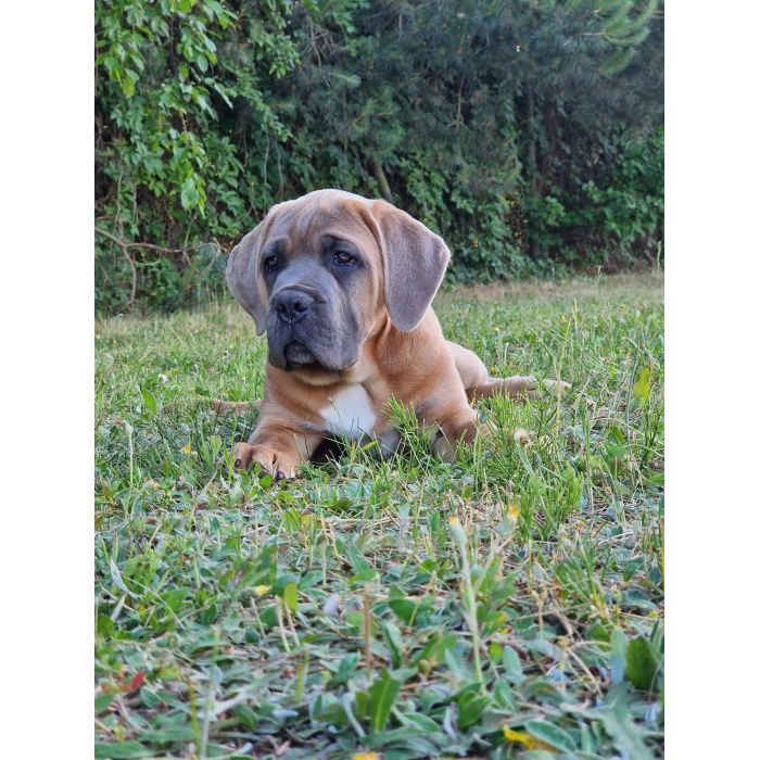 Cane Corso Italiano Puppies (FCI)