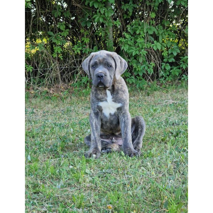 Cane Corso Italiano Puppies (FCI)