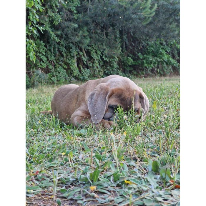 Cane Corso Italiano Puppies (FCI)