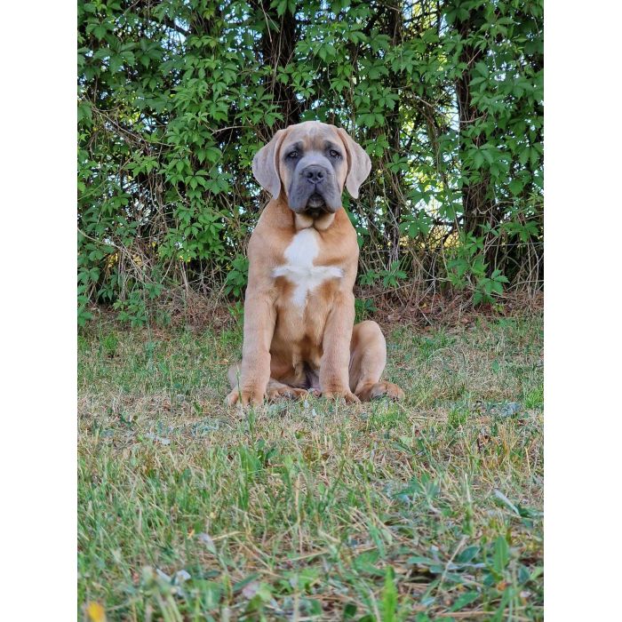 Cane Corso Italiano Puppies (FCI)