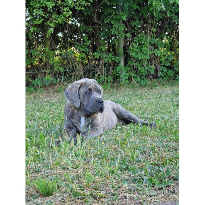 Cane Corso Italiano Puppies (FCI)