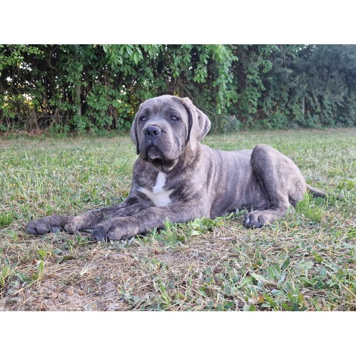 Cane Corso Italiano Puppies (FCI)