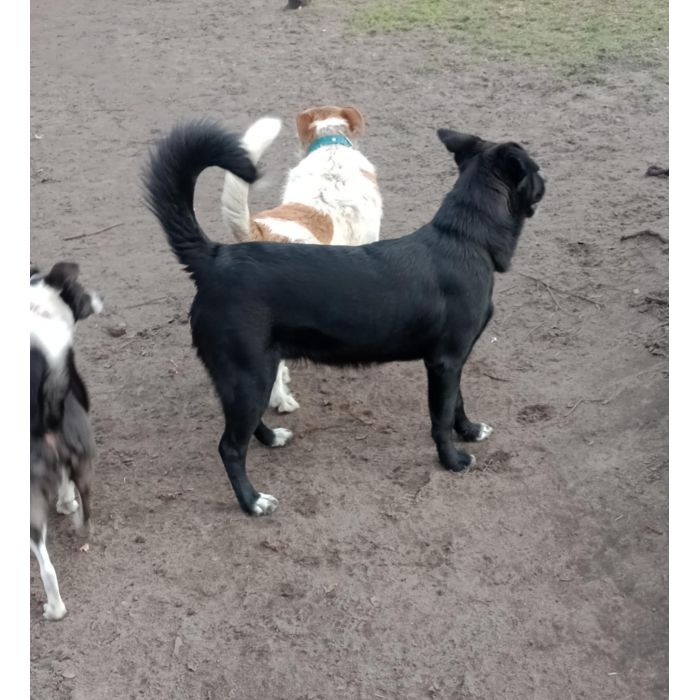 Oreo - młodziutki, pojętny, łagodny psiak szuka domu!