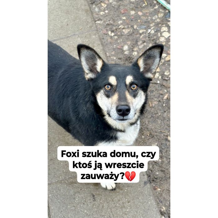 Foxi - nieduża, niekonfliktowa, łagodna sunia!