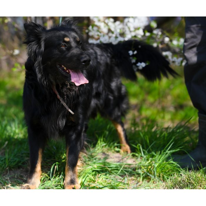 Przepiękny Aleks ze wspaniałą osobowością do adopcji