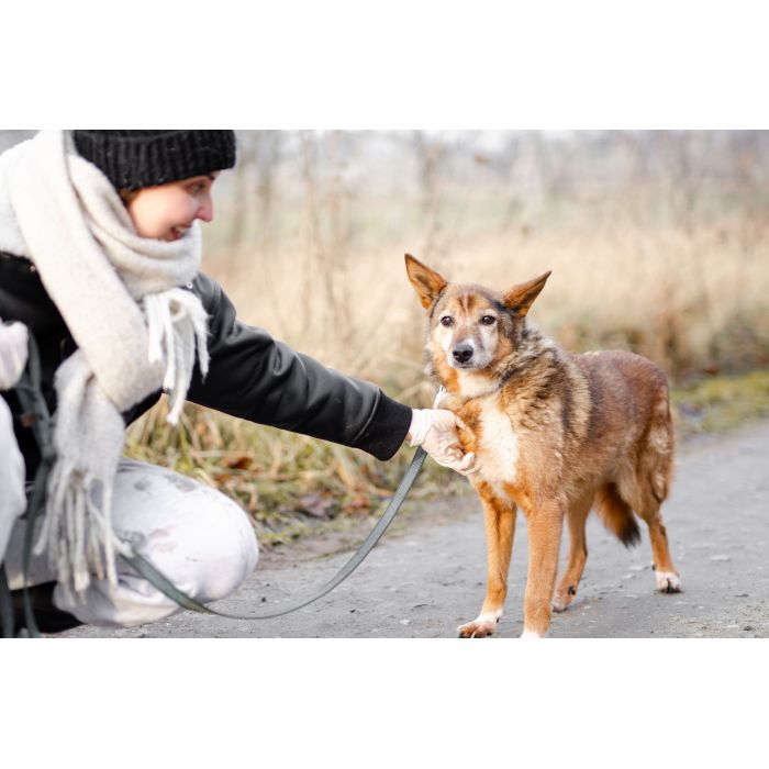 Lisia - niekonfliktowa, spokojna sunieczka szuka domu!