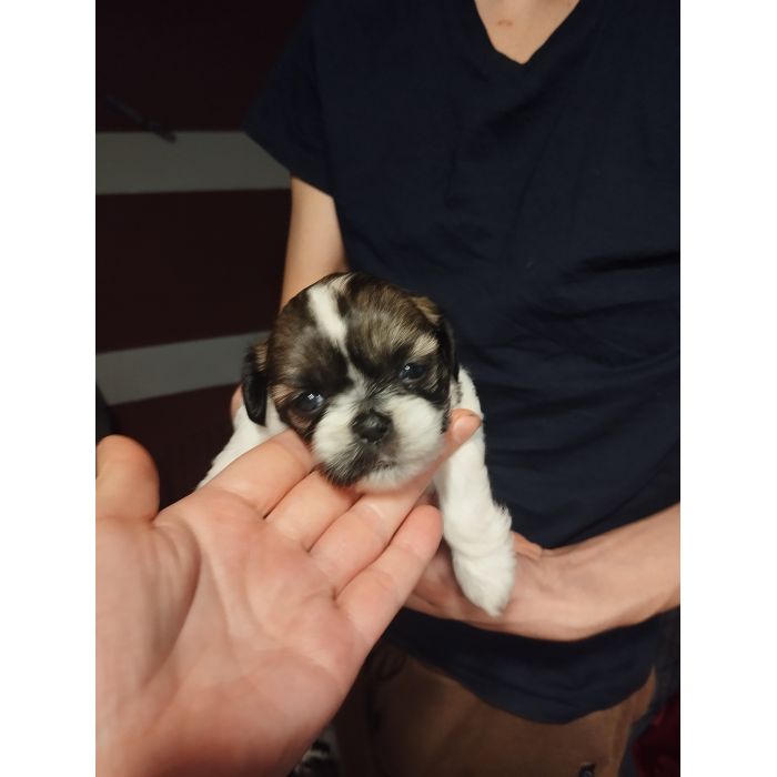 Shih tzu