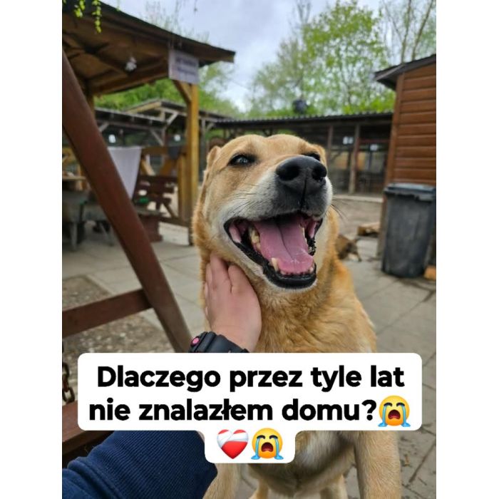 Aron - uratowany z łańcucha, od kilku lat w schronisku POMOCY