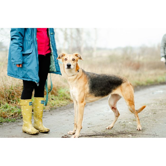 Stella - cudowna suczka za kratami, adoptuj!