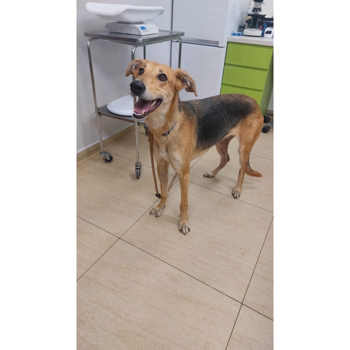 Stella - cudowna suczka za kratami, adoptuj!