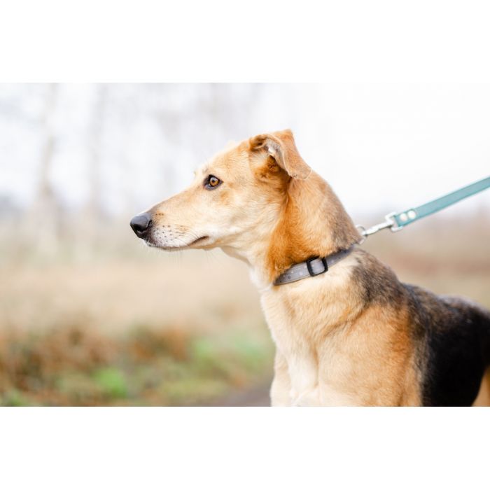 Stella - cudowna suczka za kratami, adoptuj!