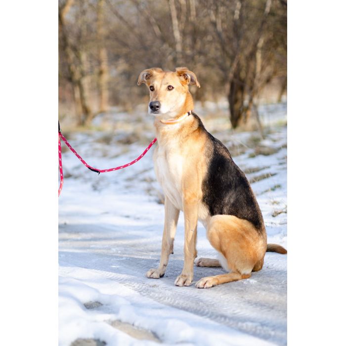 Stella - cudowna suczka za kratami, adoptuj!