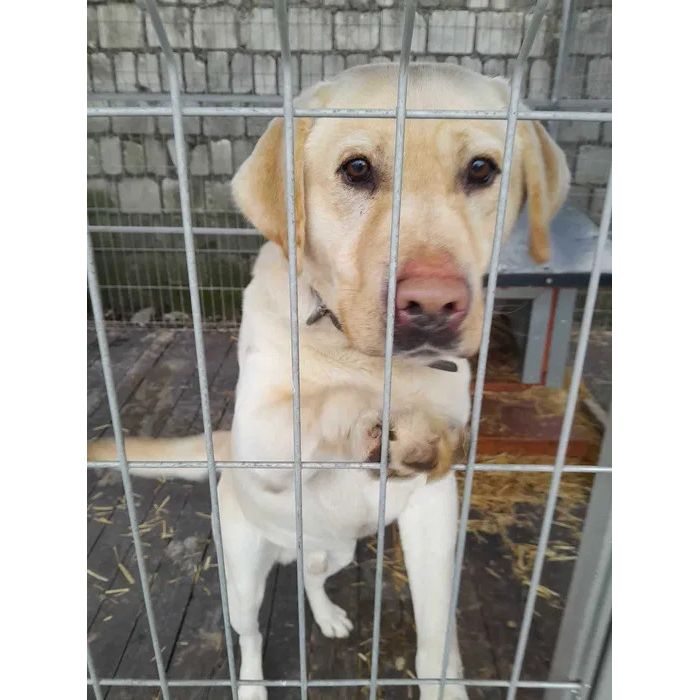 Kokos - LABek mix szuka domu